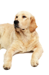Obraz premium Portret Golden Retriever