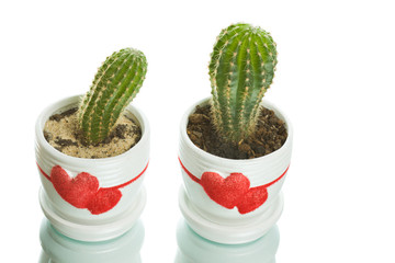 Two cactuses in flowerpots with heart shapes