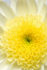white and yellow chrysanthemum
