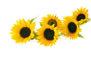 Tournesols