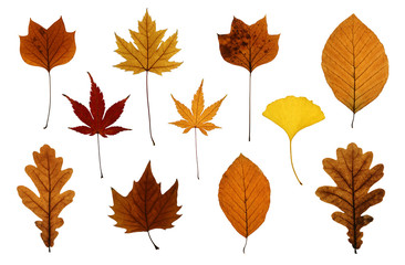 Fototapeta premium Set of Autumn Leaves Isolated on White