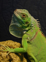 Iguana iguana