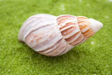Seashell