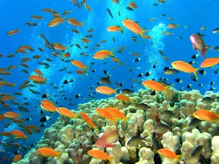 Obraz na płótnie Canvas Shoal of fish on the coral reef
