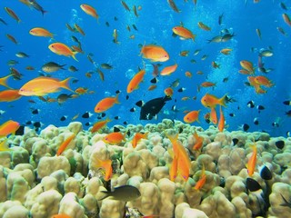 Obraz na płótnie Canvas Shoal of fish on the coral reef