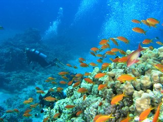 Divers on the coral reef in the red sea