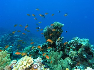 Naklejka na ściany i meble Shoal of fish on the coral reef