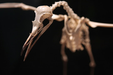 Skeleton of bird in flight