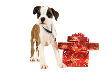 Boxer puppy on a white background with Christmas presents