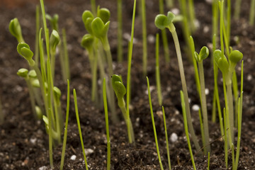Baby plant (sprouts)