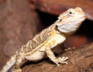 Echse