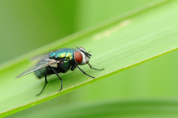 Fliege 9