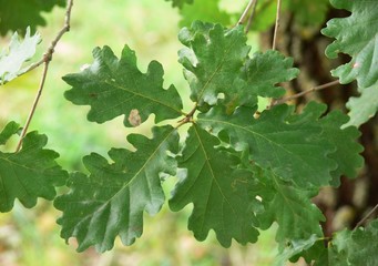 quercia roverella