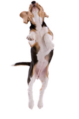 Flying beagle