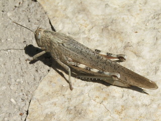 Beige grasshopper on the rocks