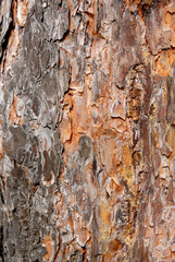 Tree bark