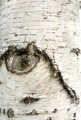 Fototapeta premium Tree bark