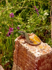 A lizard at a rock with lychen
