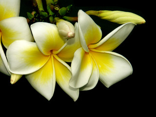 fleurs de plumeria