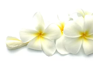 Papier Peint photo Lavable Frangipanier fleurs blanches de frangipanier