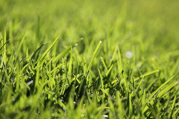 Green shining grass