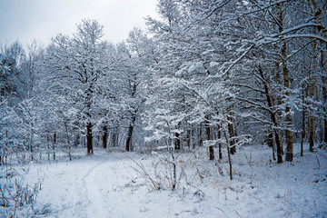 Winter forest