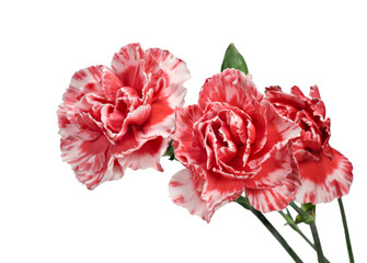 Carnation