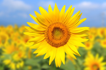Beautiful Sunflower Closeup View