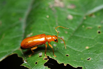 Orange Beetle