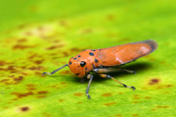 Orange Leaf Hopper