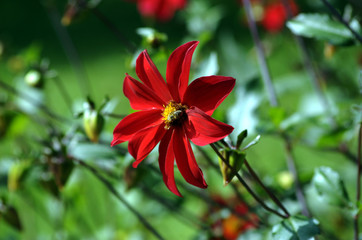 Rote Blume