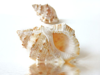 Muschel