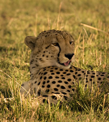 Cheetah looking for meal