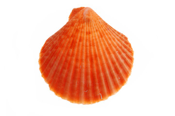 Close-up of seashell isolated on white background