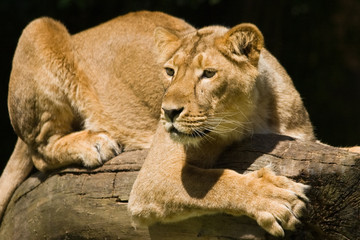 Fototapeta na wymiar Młoda lwica