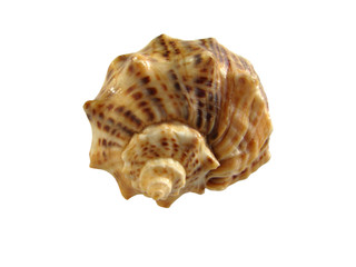 Sea shell. Isolated photo