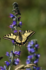 Fototapeta na wymiar Machaon butterfly