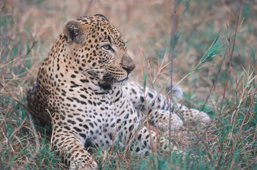 Africa-Leopard