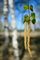 Obraz premium birch catkins