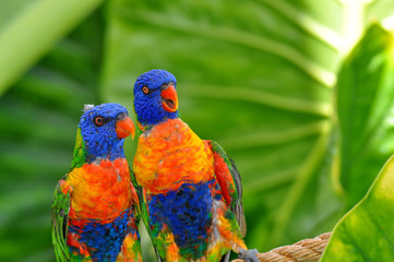 Naklejka premium rainbow lorikeet-amazement