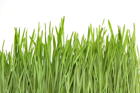 Grass