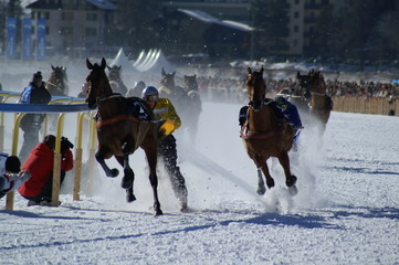 White Turf skikjöring 2