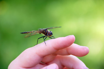 Dragon Fly on a hand