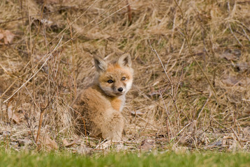 Plakat Dziecko Fox