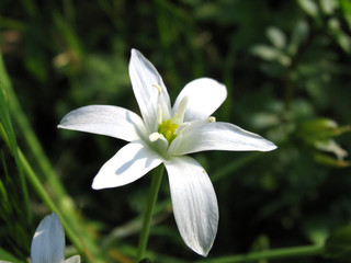 whitle flower