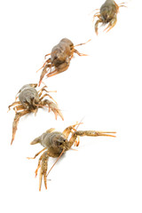 Crayfish march against white