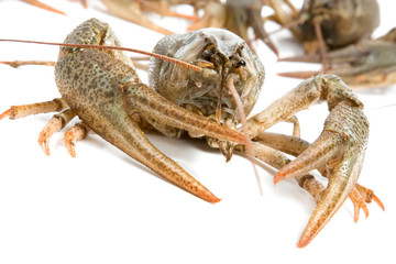 Crayfish claw low angle