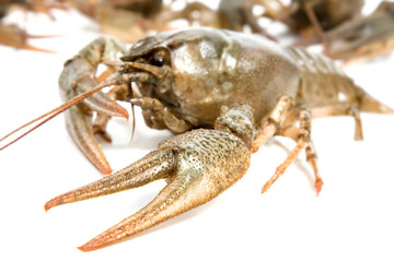 Crayfish  claw