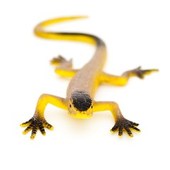 Obraz premium toy lizard