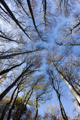 treetops and trunks